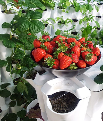 minigarden-strawberries